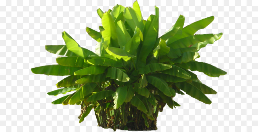 Planta Verde，Folhas PNG