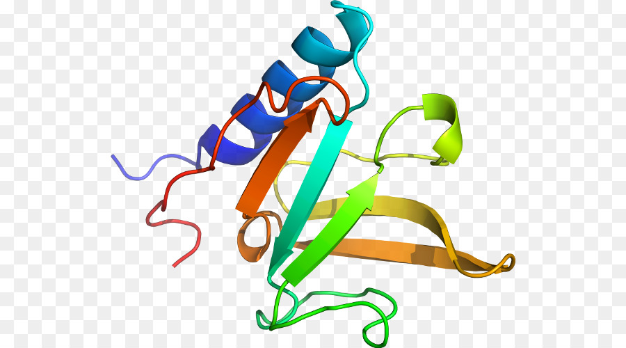 Estrutura Proteica，Biologia PNG