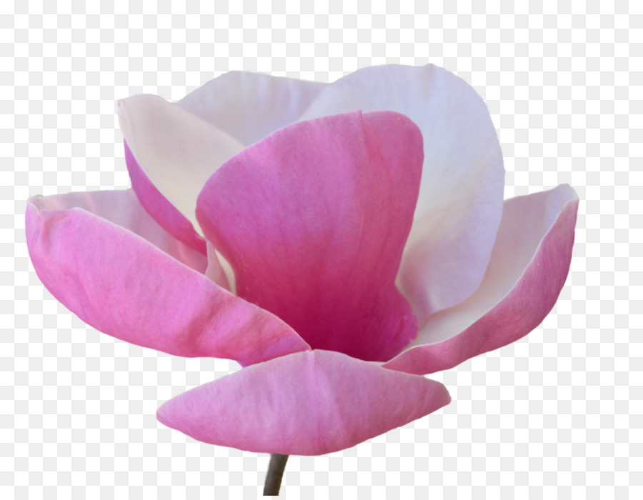 Flor Laranjeira，Florescer PNG