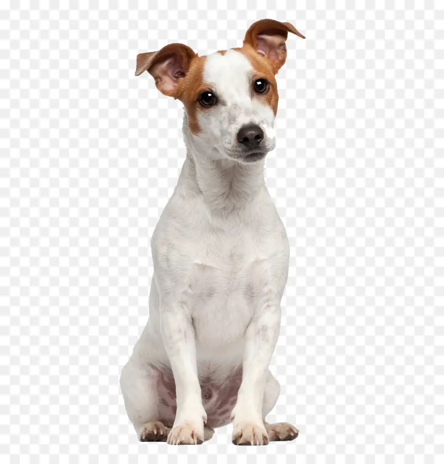 Jack Russell Terrier，Russell Terrier PNG