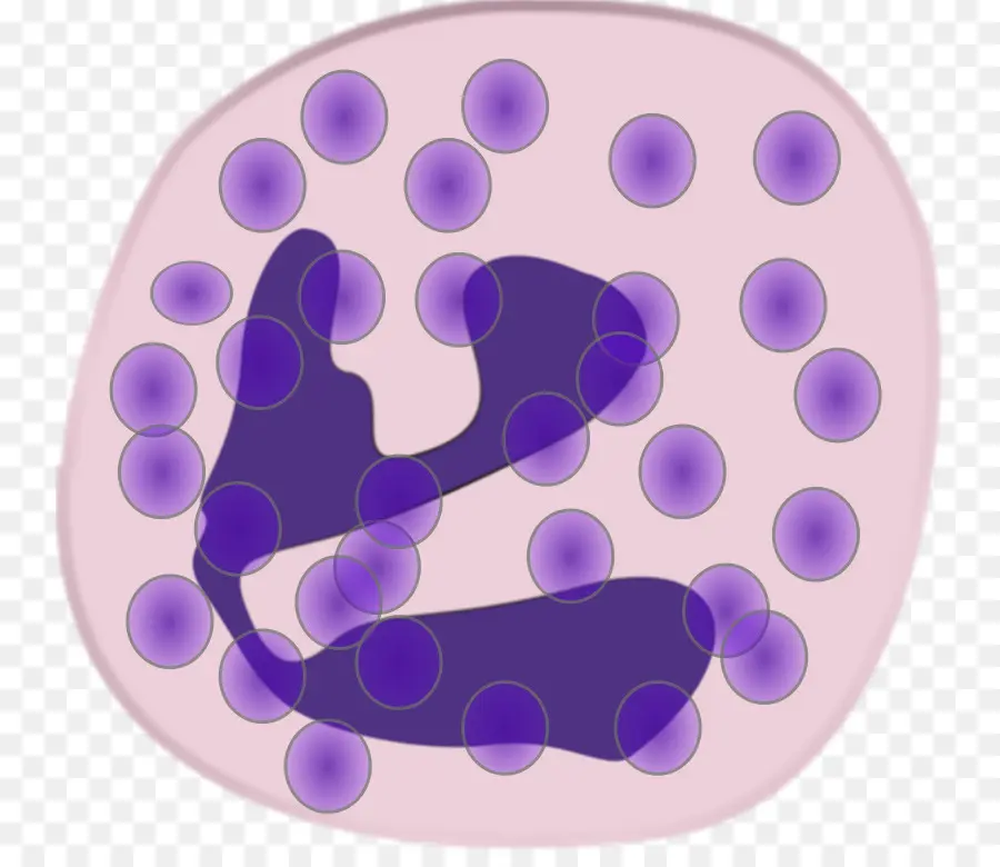 Neutrófilos，Células Brancas Do Sangue PNG