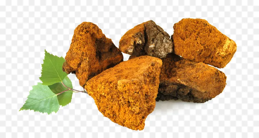 Cogumelo Chaga，Vidoeiro PNG