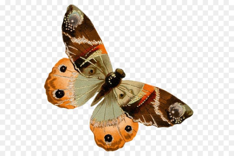 Borboleta，Marrom PNG