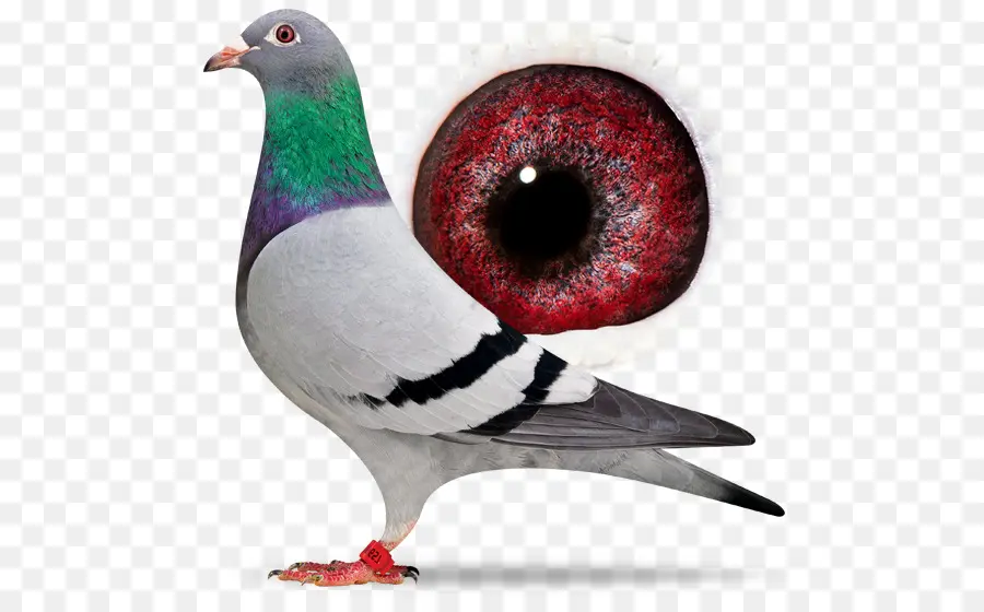 Pombo，Pássaro PNG