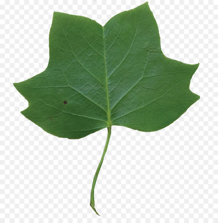 Folha，Liriodendron Tulipifera PNG