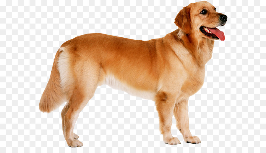 Cachorro，Bicho De Estimação PNG