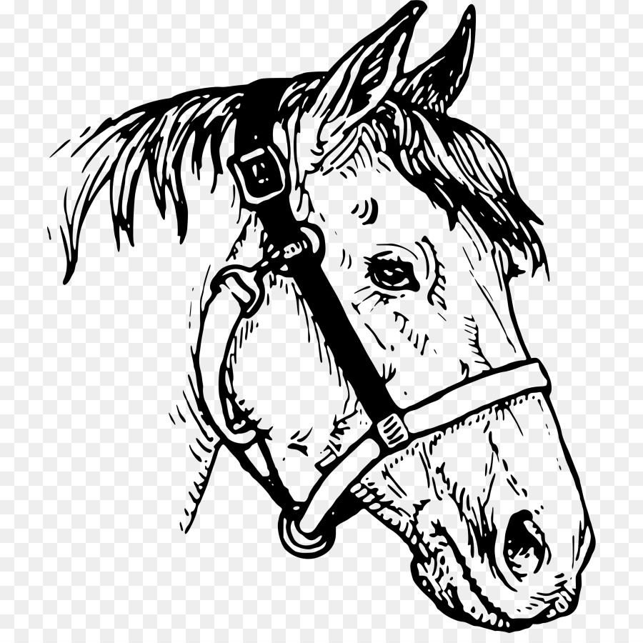 Orelha de cavalo desenho linha artística Sketch, cabeça de cavalo árabe,  cavalo, branco, mamífero png