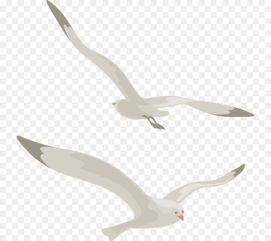 Gaivotas，Vôo PNG