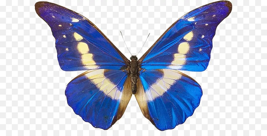 Borboleta Azul，Asas PNG