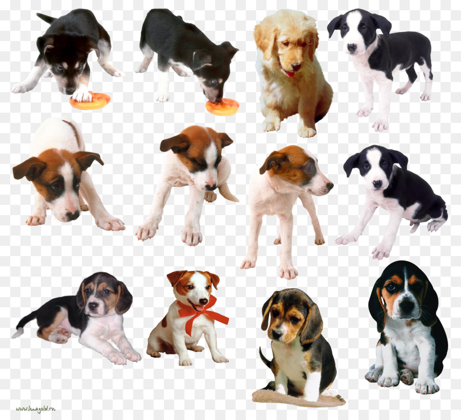 Cachorrinhos，Cães PNG