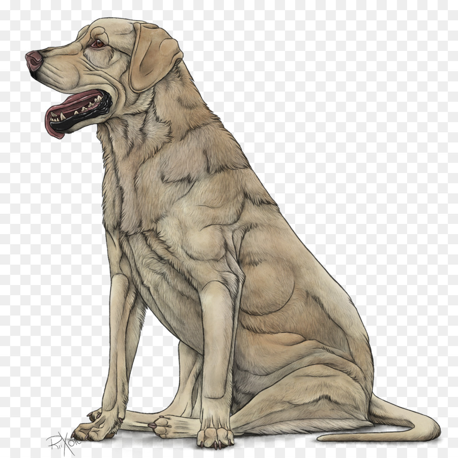 Raça Do Cão，Labrador Retriever PNG