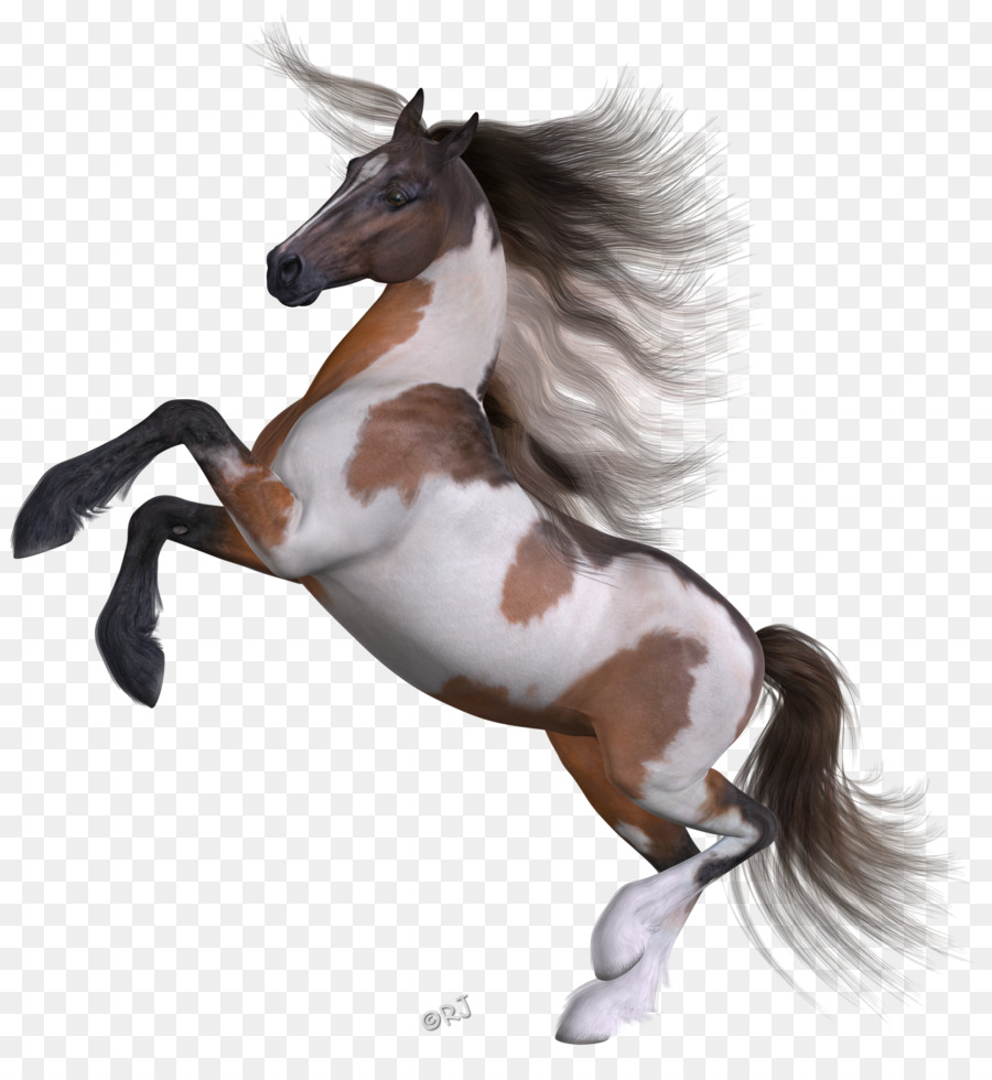 Mustang，De Pônei PNG