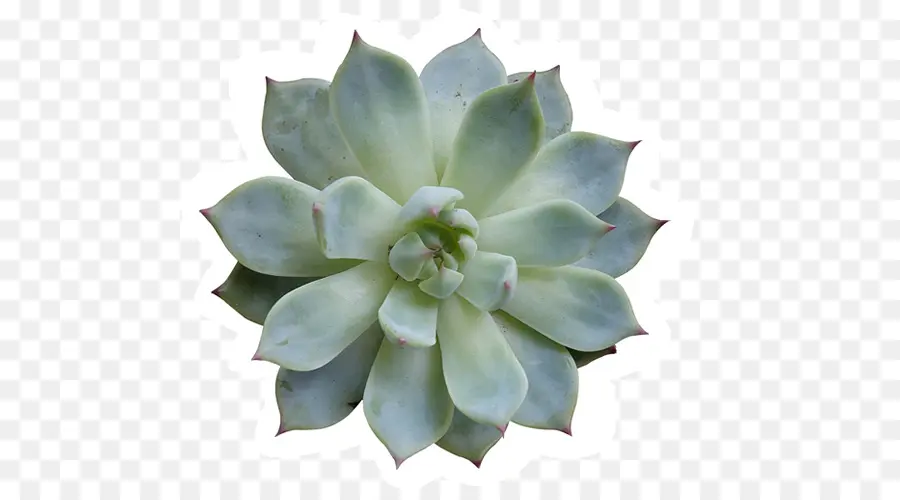 Suculenta Planta，Cactaceae PNG