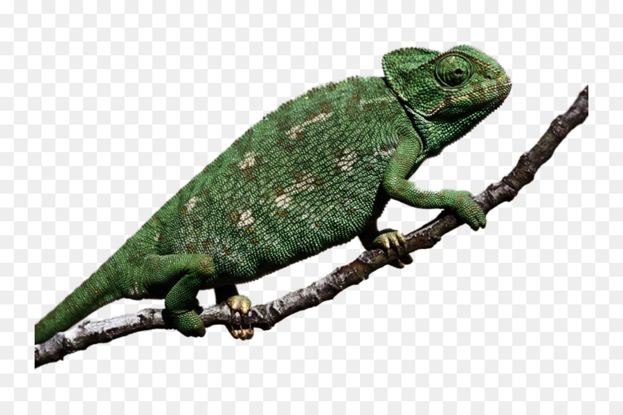 Camaleão，Lagarto PNG