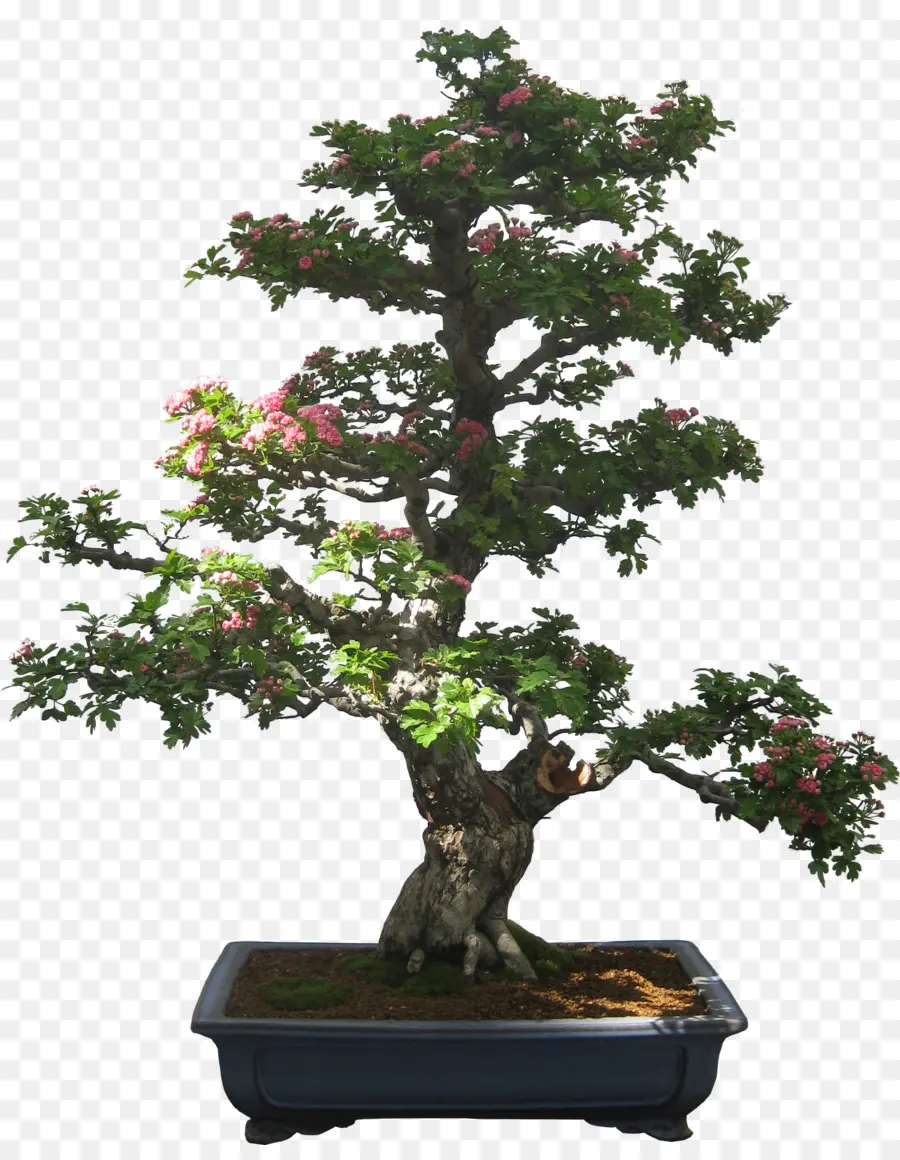 Árvore Bonsai，Miniatura PNG