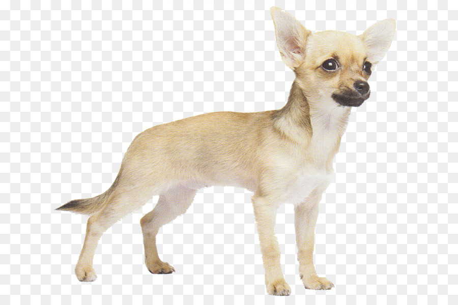 Chihuahua，Russkiy Brinquedo PNG