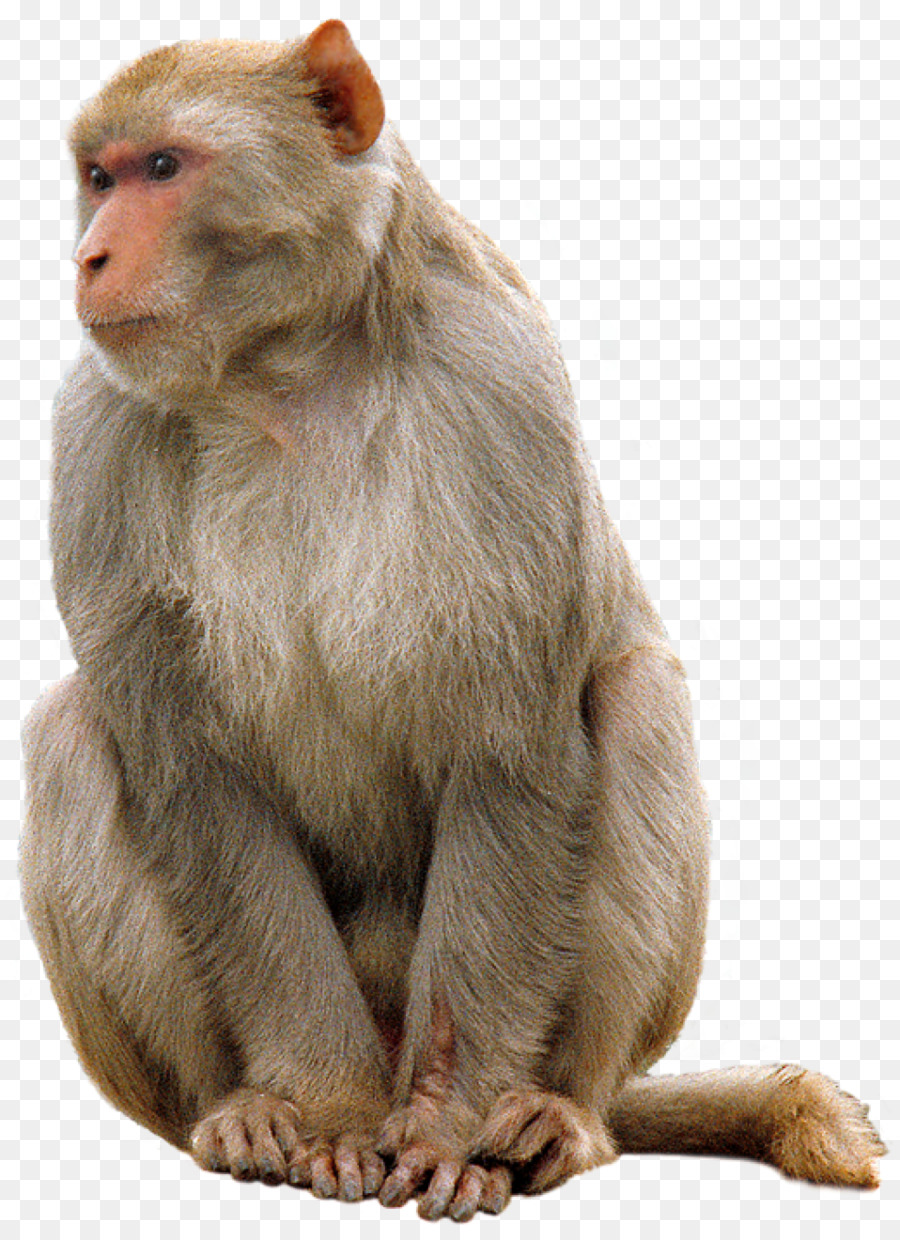 Macaco，Primata PNG