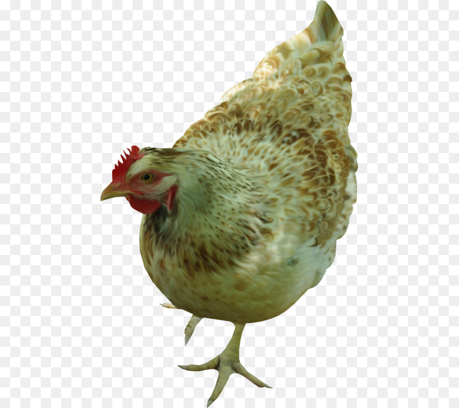 Frango Marrom，Galinha PNG