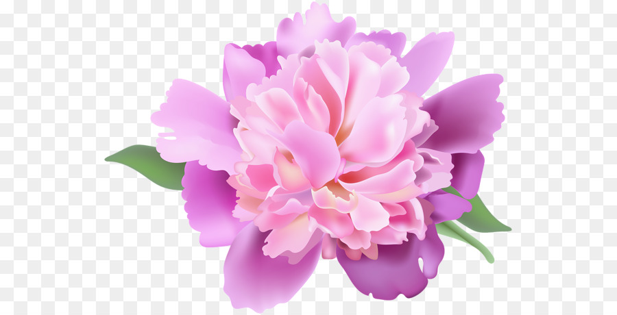 Flor Rosa，Florescer PNG