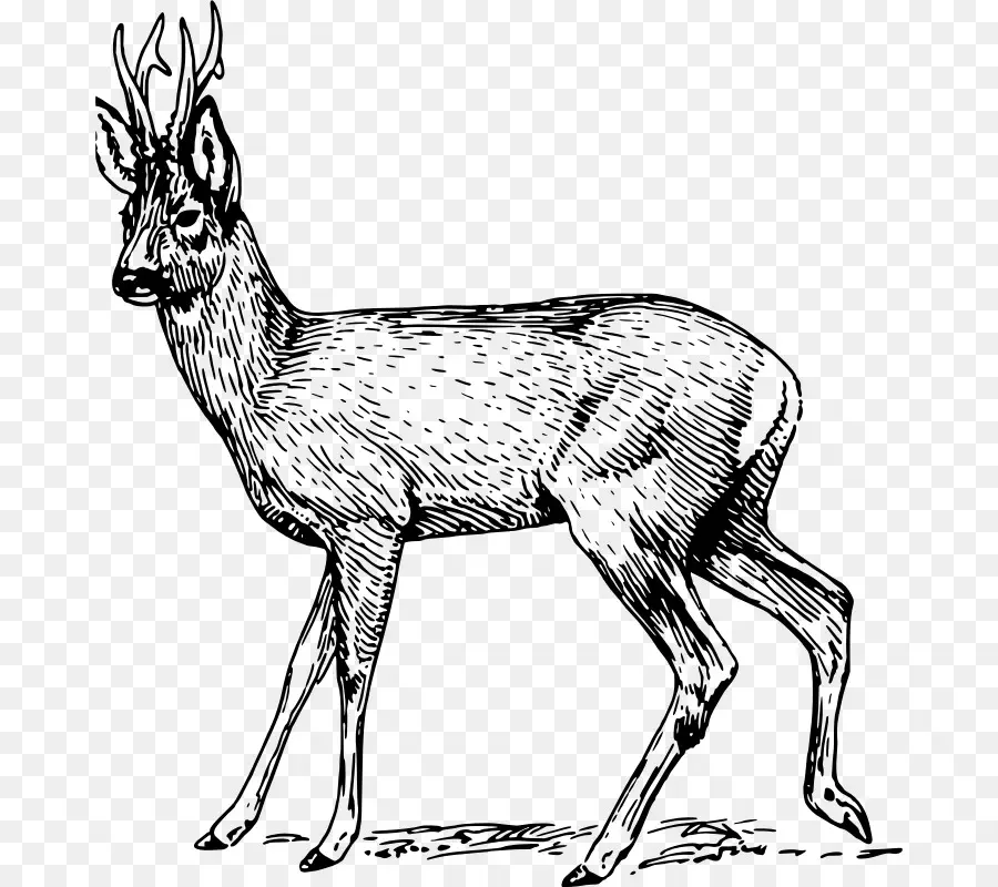 Veado，Roe Deer PNG