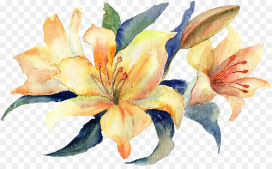 Aquarela Flores，Pintura Em Aquarela PNG