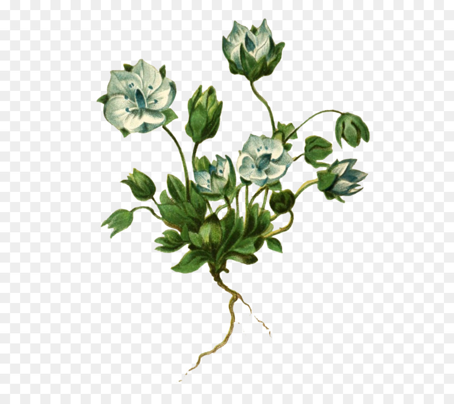 Flores，Branco PNG