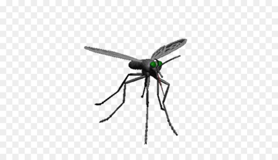 Mosquito，Inseto PNG