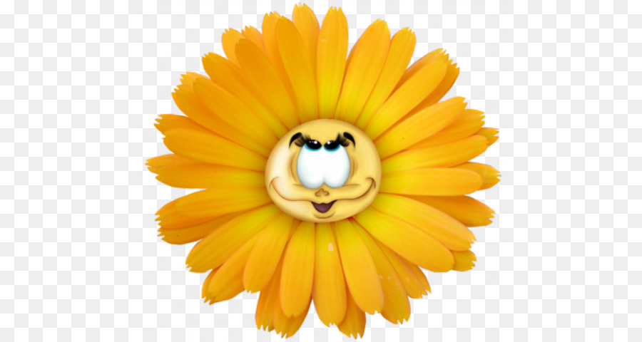 Comum Daisy，Flor PNG