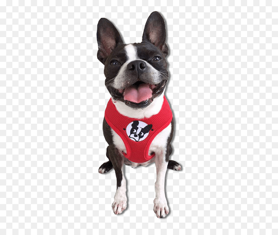 Boston Terrier，Raça Do Cão PNG