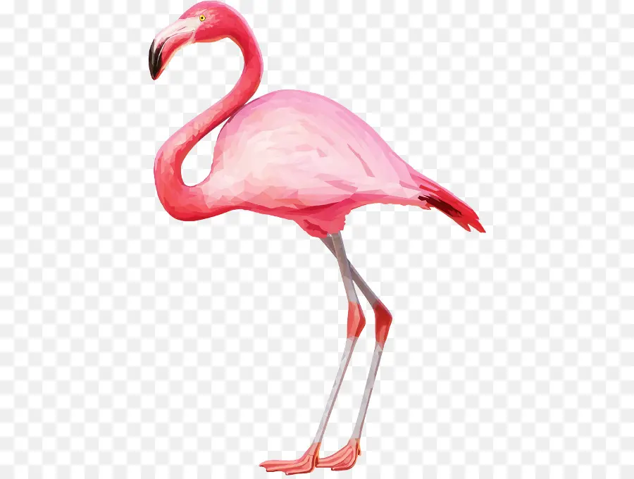 Flamingo Rosa，Pássaro PNG