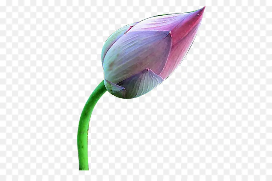 ícones Do Computador，Tulip PNG