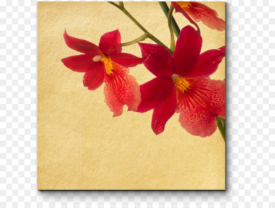 Hibiscus，Design Floral PNG