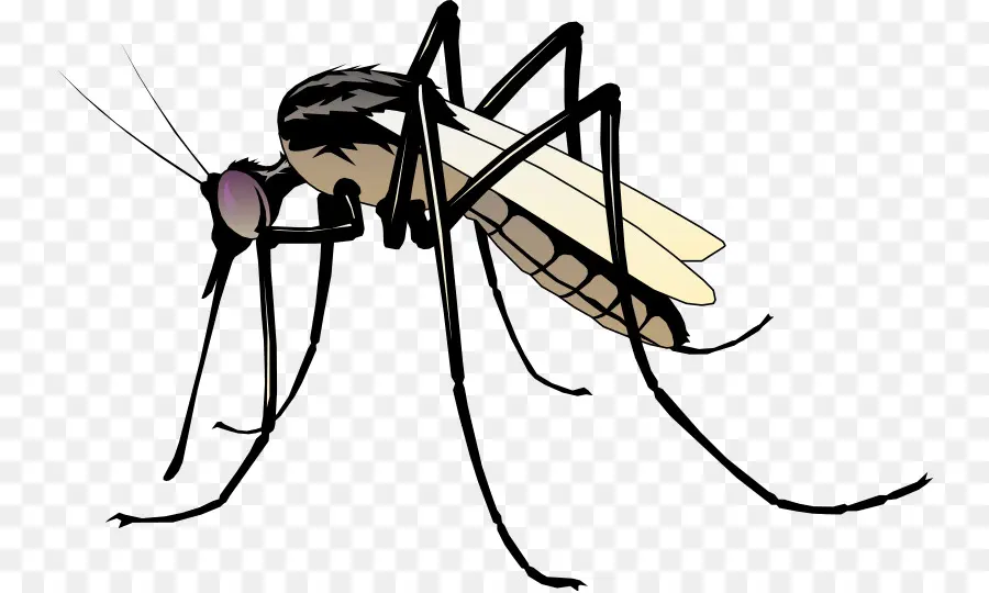 Mosquito，Desenho PNG