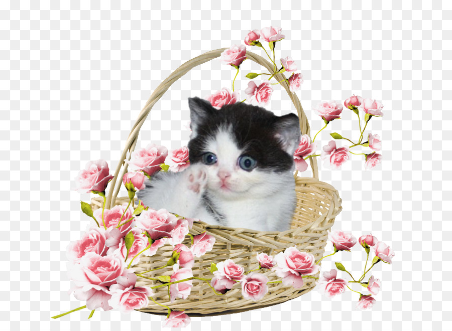 Gatinho Na Cesta，Flores PNG