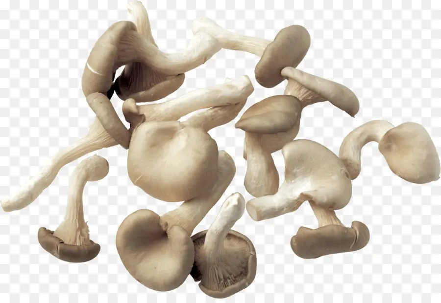 Cogumelos，Fungos PNG