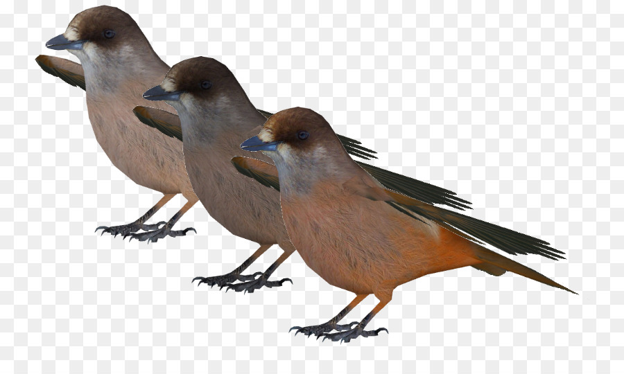Finch，Pardal PNG