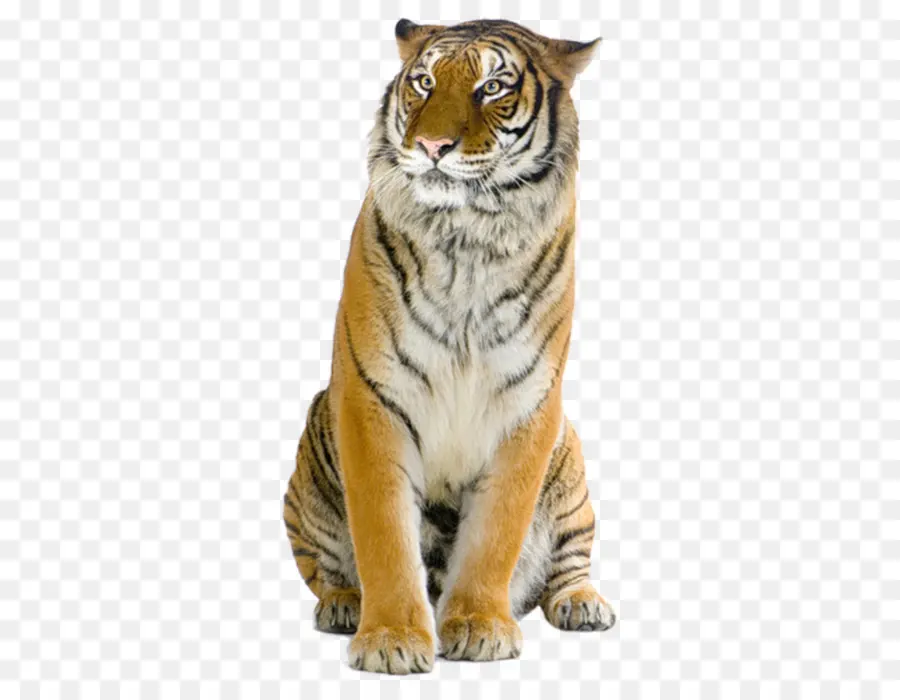 Filhote De Tigre，Listrado PNG