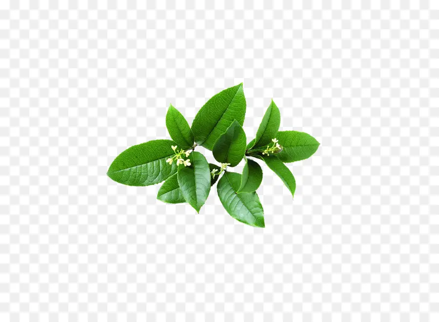 Folhas Verdes，Plantar PNG