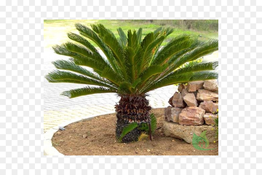 Sagu A Palma，Cycad PNG