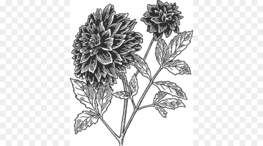 Dahlia，Botânica PNG