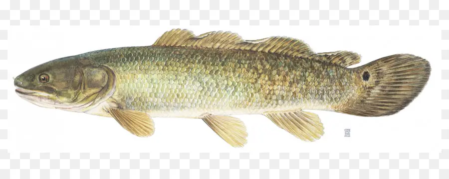 Peixe Bowfin，Água Doce PNG