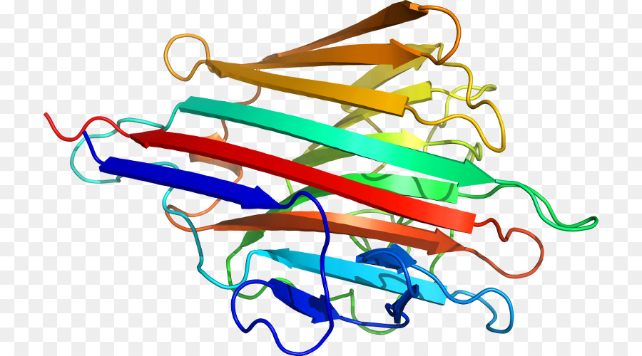 Estrutura Proteica，Biologia PNG