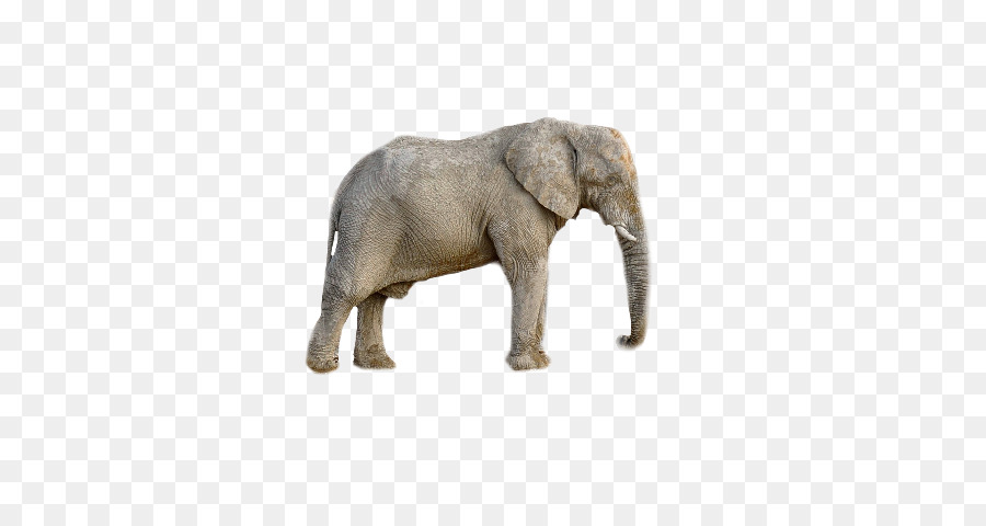 Elefante，Marrom PNG