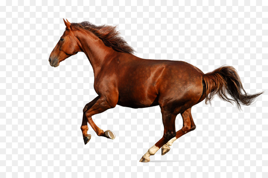 Cavalo Branco，Animal PNG