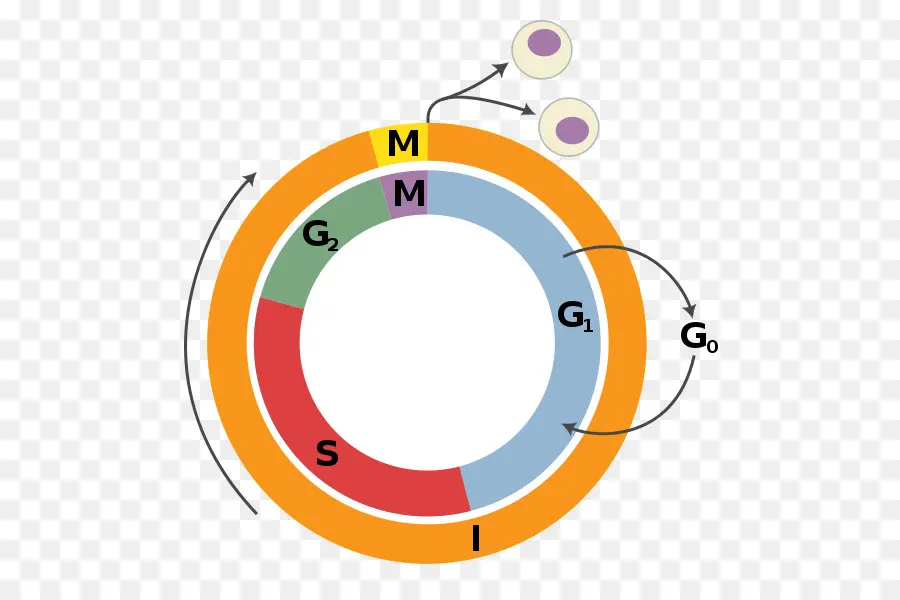 Diagrama Do Ciclo Celular，Biologia PNG