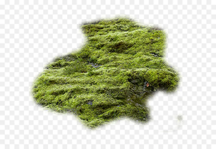 Musgo，Verde PNG