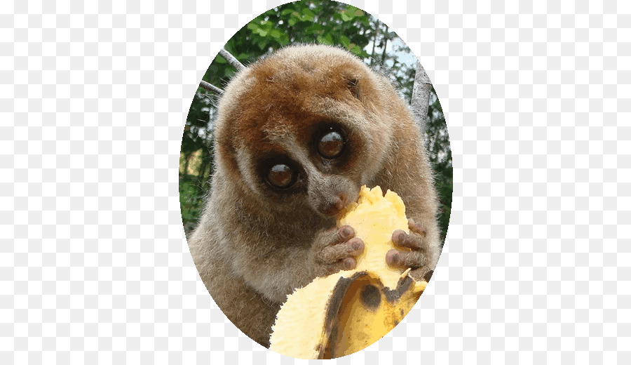 Pigmeu Slow Loris，De Primatas PNG