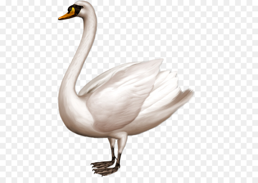 Cisne，Pássaro PNG