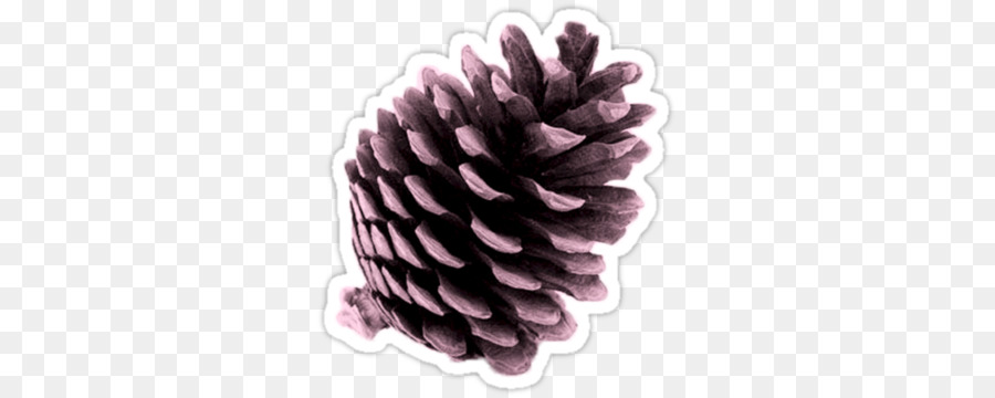 Coníferas Cone，Pinheiro PNG