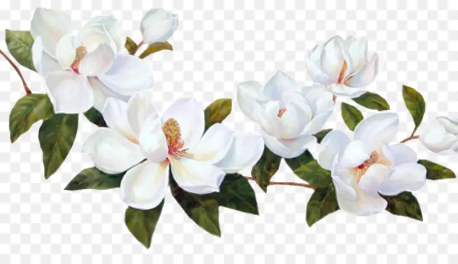 Flor，Sul Magnolia PNG